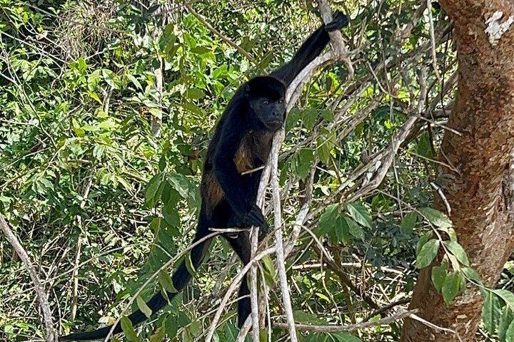 Croisière nature sur le lac Gatun Expérience sur le canal de Panama