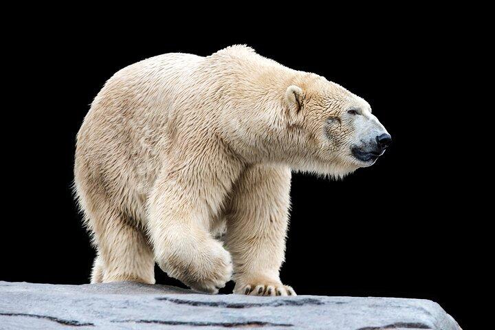 PRIVATSERVICE Ranua Zoo VIP-Pass****