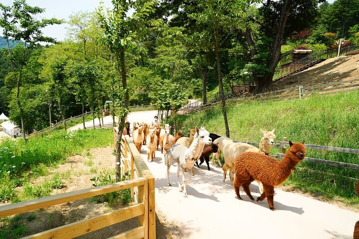 Nami Island/Alpaca/Rail Bike/Petite France/Morning Calm Tour