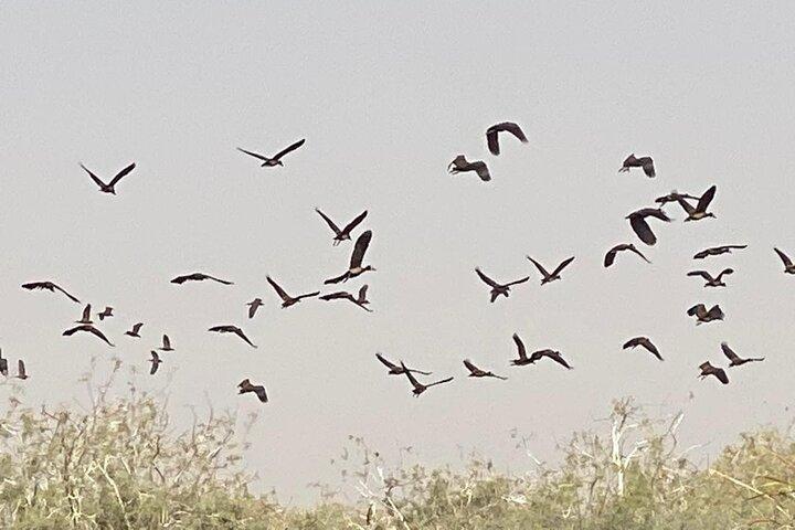 Dakar, Pink Lake, St louis, et Lompoul Expérience 3Jours 2Nuits
