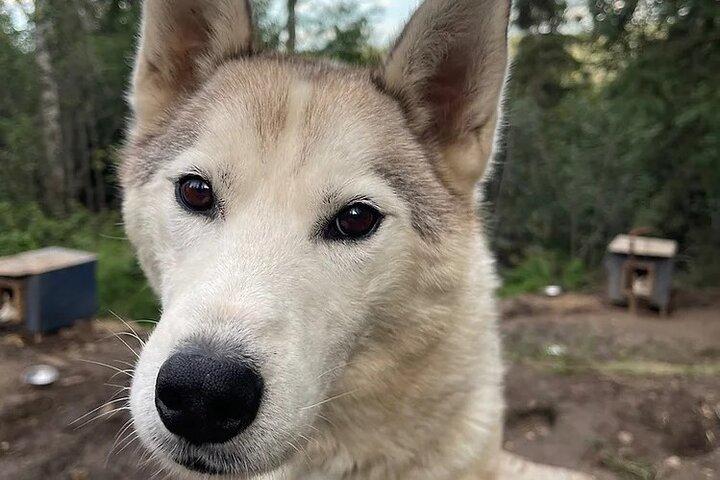 Siberian Husky Kennel Tour em Fairbanks Alaska