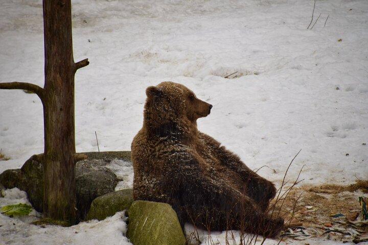 Ranua Zoo Experience met flexibele pakketopties