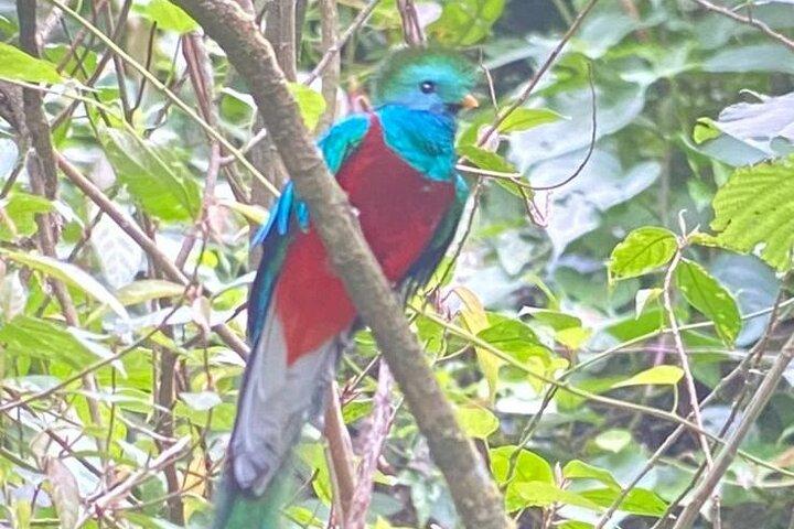 Live Atitlan Hiking and Quetzal Watching