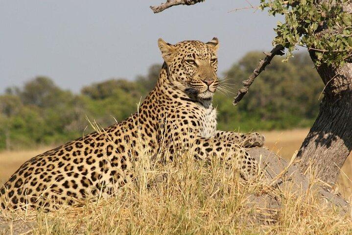 Thrilling 4 days of Masai Mara and Lake Nakuru safari