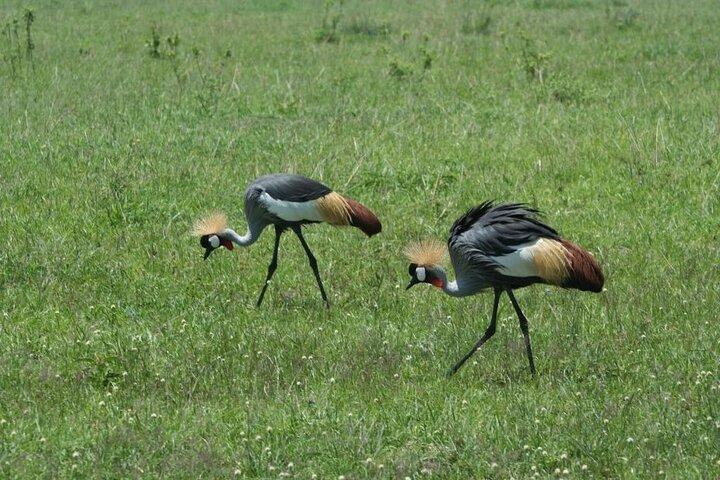 Thrilling 4 days of Masai Mara and Lake Nakuru safari