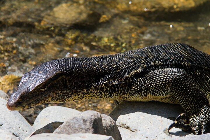 1 - Dagstur i junglen til Bukit Lawang National Park