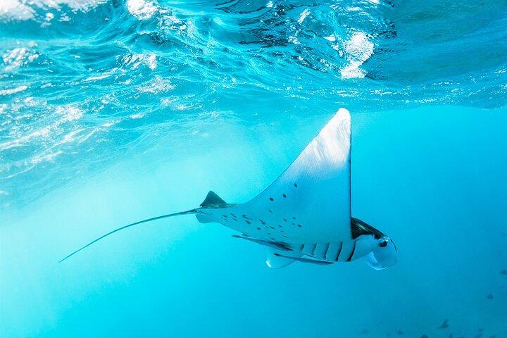 Nusa Penida Manta Point ou Manta Bay Snorkeling Trip à Bali