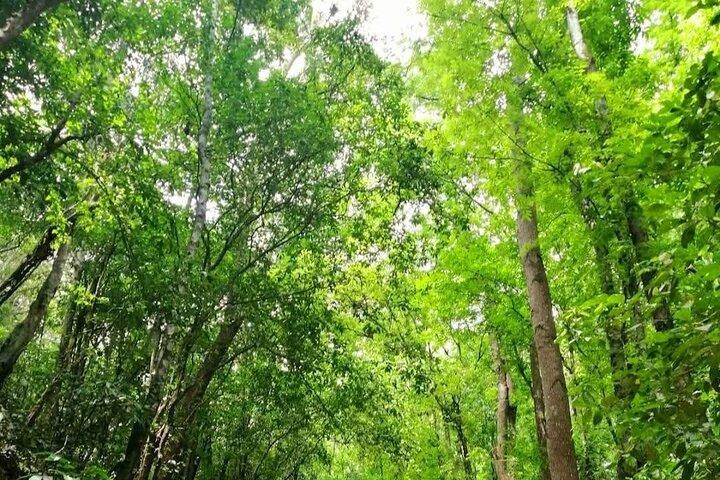 Bohol Countryside Tour zu Chocolate Hills und Loboc River