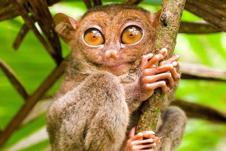 Bohol Countryside Tour zu Chocolate Hills und Loboc River