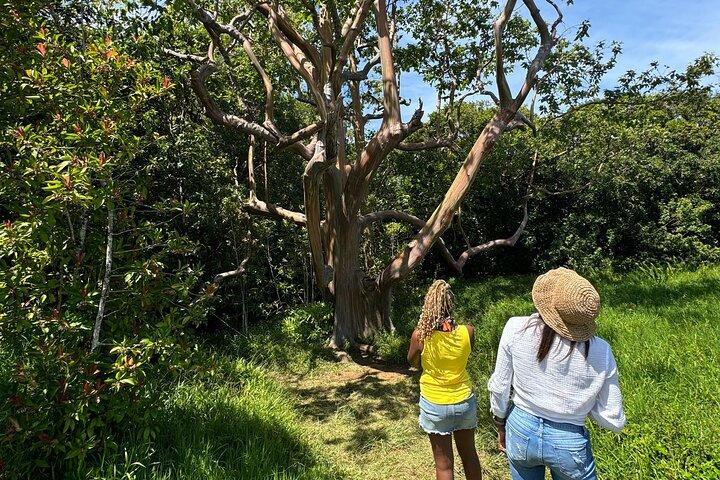 Route vers Hana Maui Tours