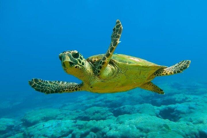 Kemer Scuba Diving and Snorkeling Trip
