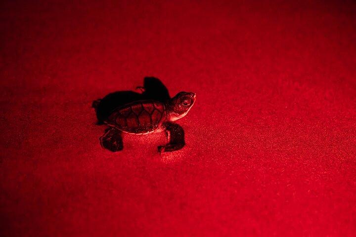 タマリンドからの夜のウミガメウォッチング