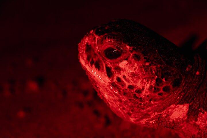 タマリンドからの夜のウミガメウォッチング
