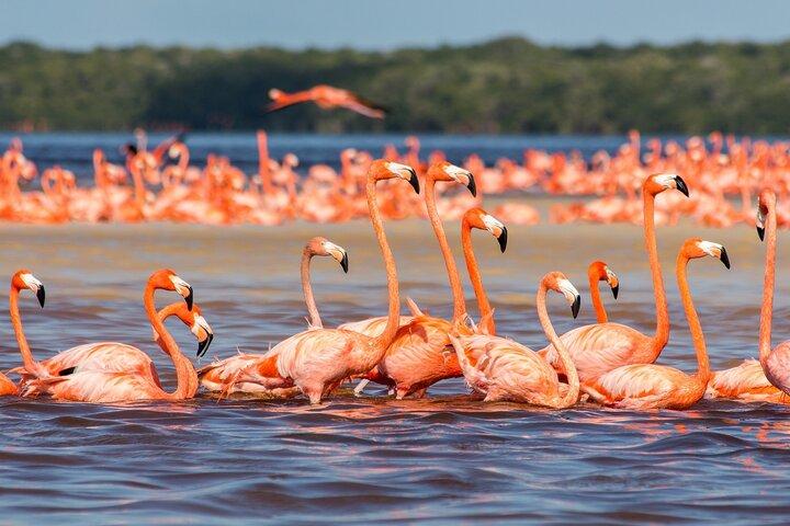 Rio Lagartos und Las Coloradas – 4-stündiges Natursafari-Erlebnis