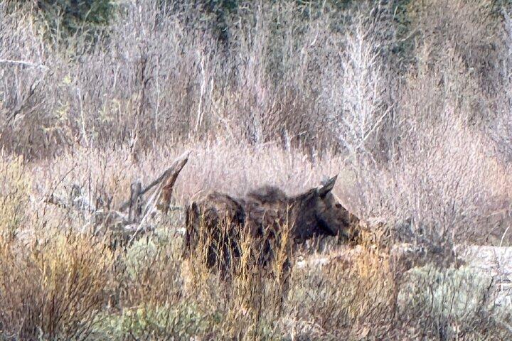 Visite panoramique privée de Grand Teton (itinéraire flexible)