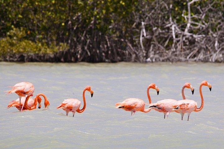 Excursion d'une journée à Isla Columpios et Progreso
