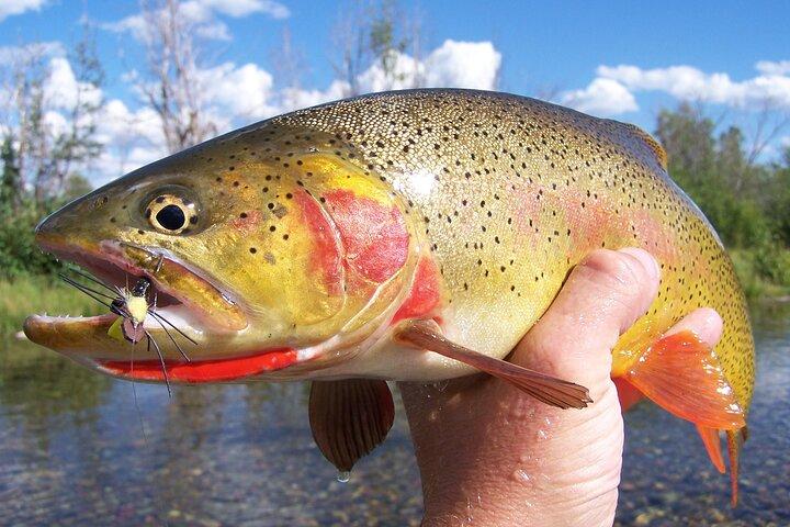 Excursión guiada de día completo de pesca con mosca desde Jackson Hole