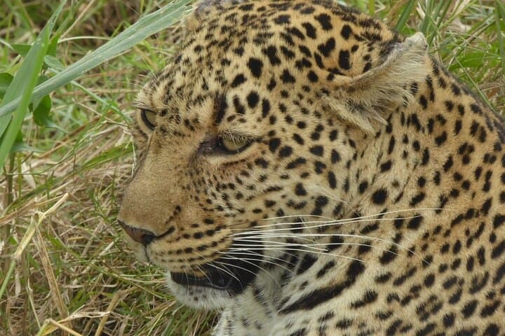 3 Days Maasai Mara Small Group Safari from Nairobi in a 4x4