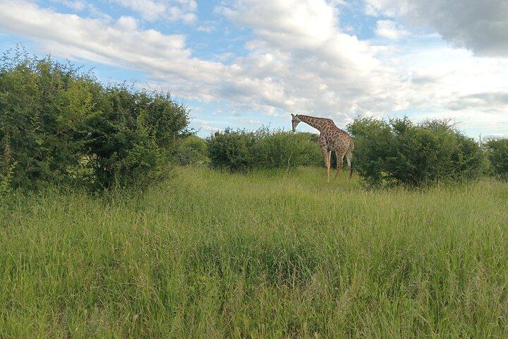 Excursión de aventura por la vida silvestre del Parque Nacional Pilanesberg