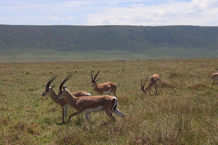 5-dagars grupp Camping Safari äventyr