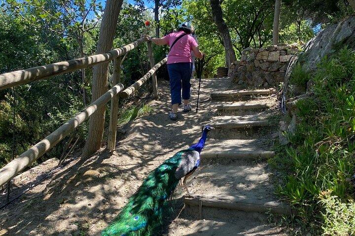 Halvdag privat tur til Botanisk Have i Chania
