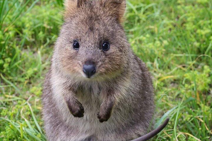 Fotos de Rottnest Island