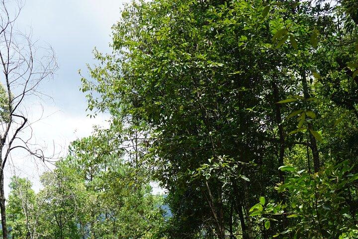 Chiang Mai Trekking Tour Heldag