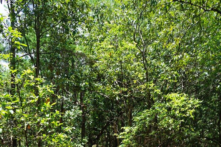 Chiang Mai Trekking Tour Heldag