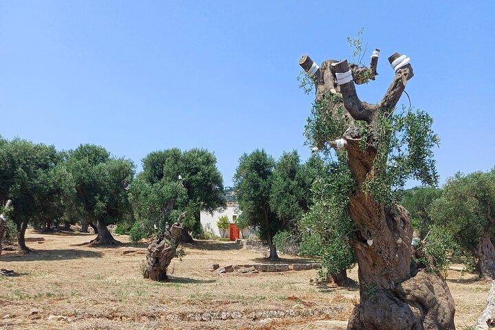 Promenade et apéritif dans les jardins secrets d'Ostuni