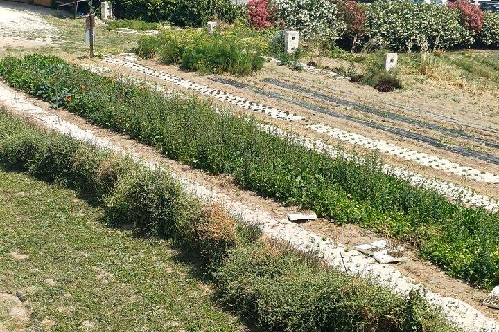 Promenade et apéritif dans les jardins secrets d'Ostuni