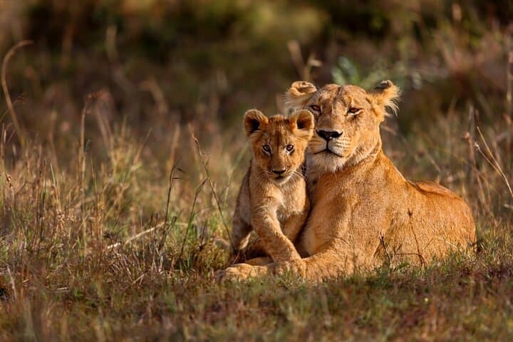 7 Day Masai Mara Nakuru Naivasha and Amboseli Budget Group Safari