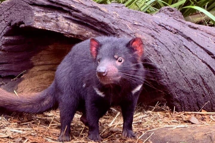 Baby Animals, Boomerangs and BBQ Lunch