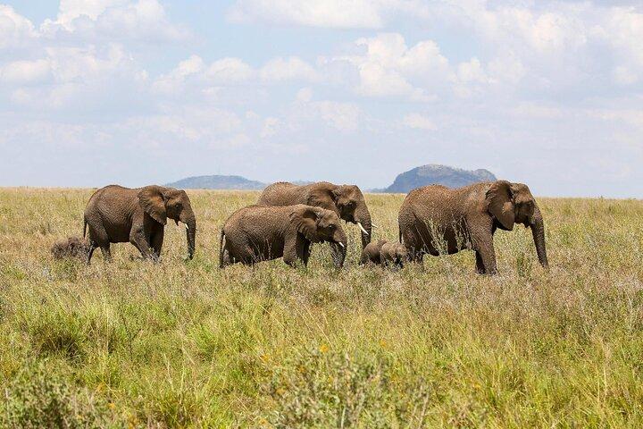 3 dages familiesafari i Tanzania