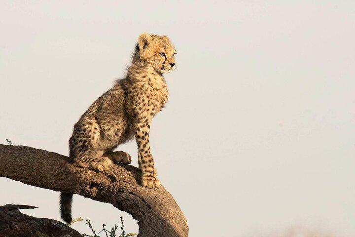 3 dages familiesafari i Tanzania