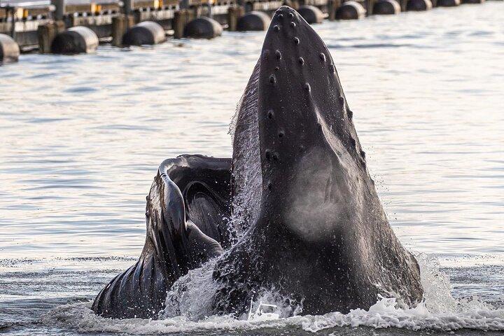 2 Stunden Private Custom Tour durch Ketchikan (14 Personen) Wildlife + More