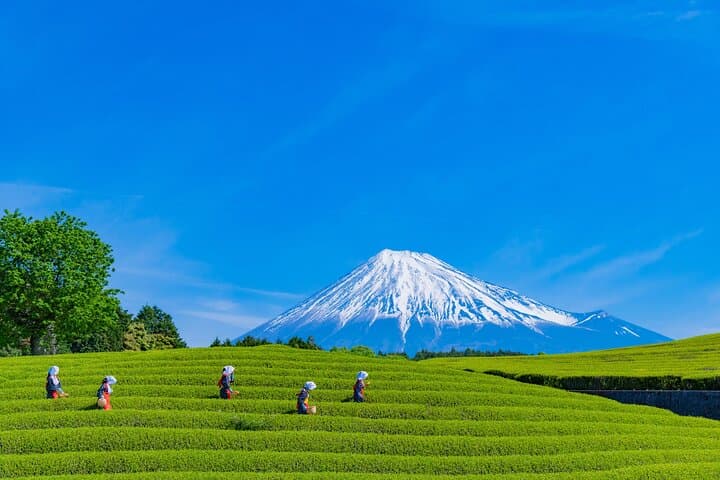 Mt. Fuji Highlight Photo Spots One Day Tour from Tokyo