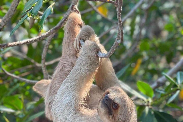 Roatan Monkey and sloths, Reef Snorkel & Private Cay Beach Break