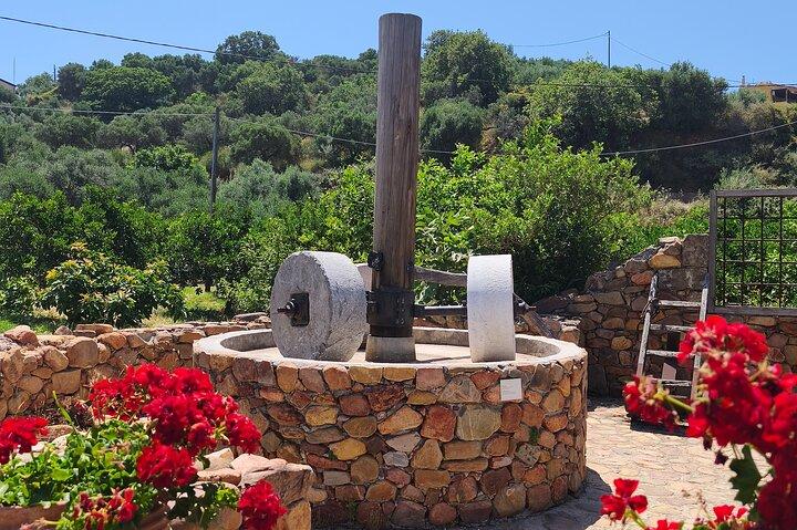 Chania Old Town - Millennial Olive Tree - Olive Oil Mill