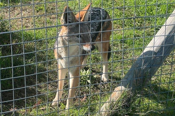 Somerset West Cheetah Outreach Museum Ticket Tour