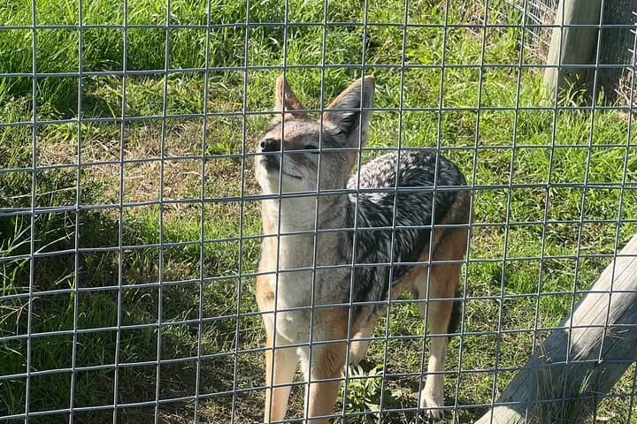 Somerset West Cheetah Outreach Museum Ticket Tour