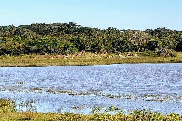 Yala Safari - Tour completamente privato - Con pick-up e trasferimenti dall'hotel