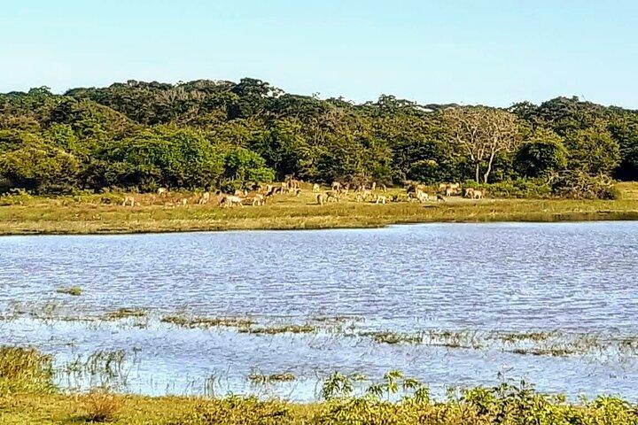 Yala Safari - Tour completamente privato - Con pick-up e trasferimenti dall'hotel
