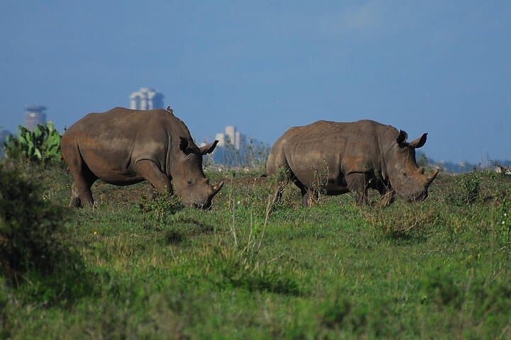 Nairobi Urban Safari: Half-Day Wildlife Adventure