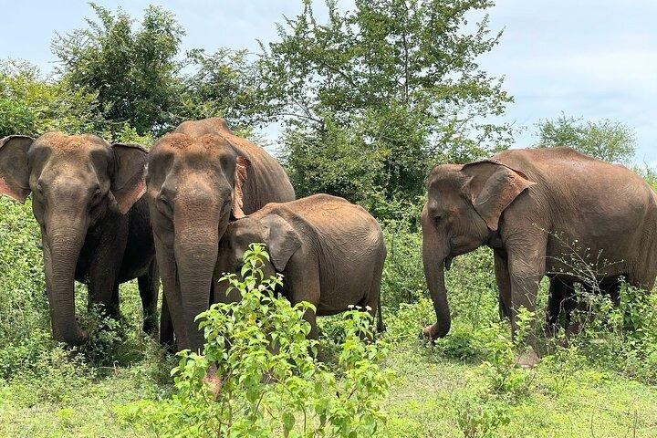 Safari di Udawalawe da Weligama, Mirissa, Ahangama, Galle