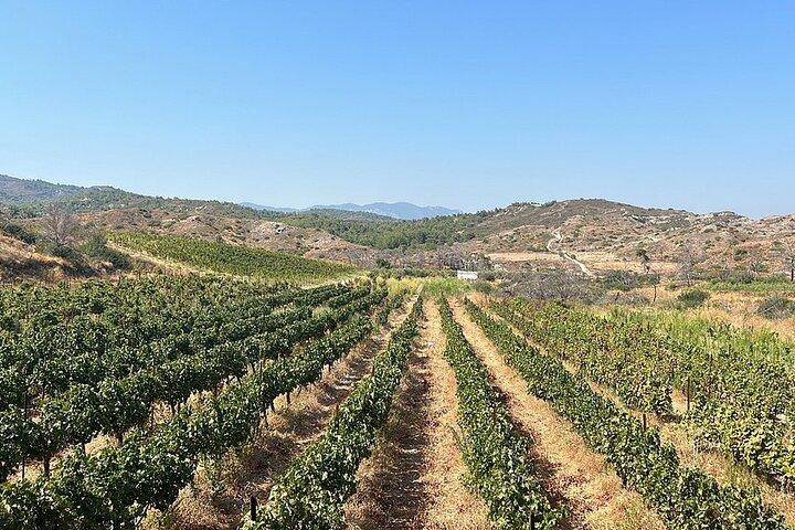 Privétour Rhodos, Vallei van de Vlinders & Lokale Wijnmakerij