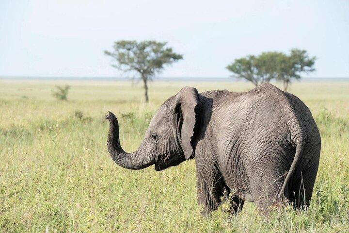 3 dages familiesafari i Tanzania