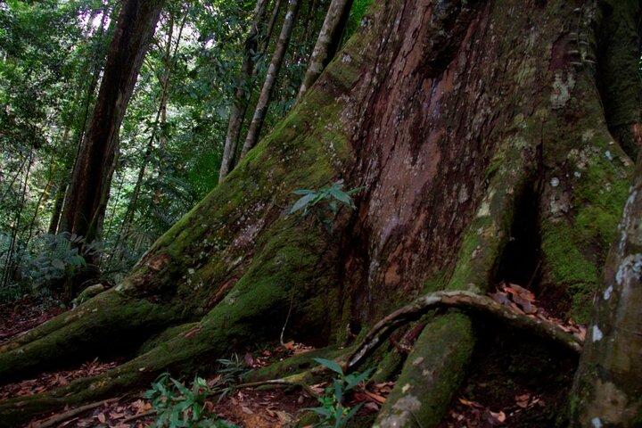 2D1N Jungle Trek i Bukit Lawang | GRATIS OVERLEVELSE PÅ EN NATT
