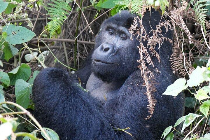 Uganda : 3 Tage Gorilla Trekking im Bwindi Wald