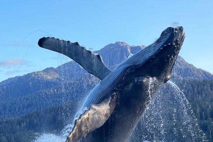 Mendenhall Glacier & Juneau Highlights Kleingruppentour