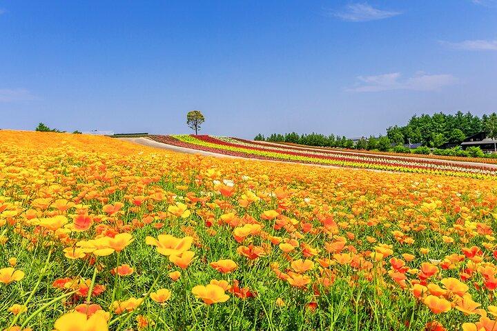 北海道美瑛青い池ふらのフラワーファームニングルテラス旅行